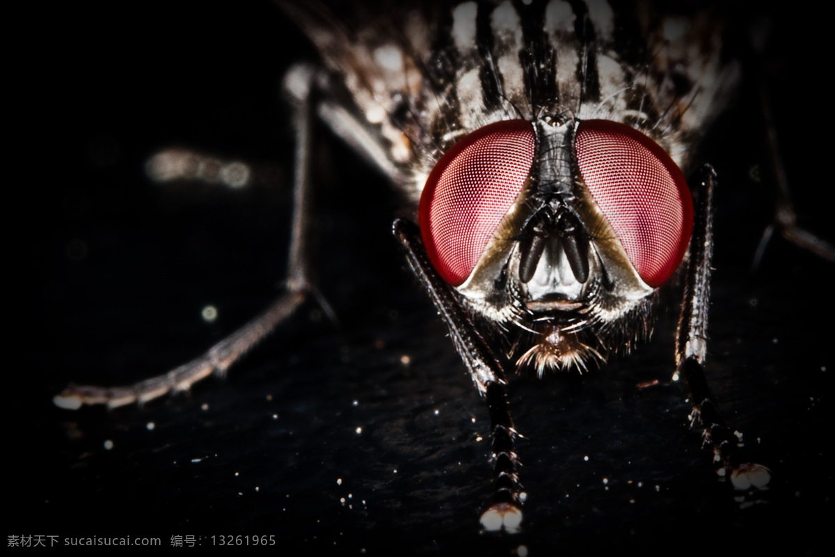苍蝇 特写 昆虫 生物世界 苍蝇特写 苍蝇头部 苍蝇眼睛 红眼睛 苍蝇脚 微观世界 昆虫摄影