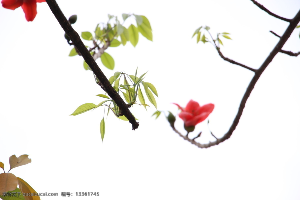 木棉花 风景 天空 树木 花草 户外风景 绿色 生物世界 白色