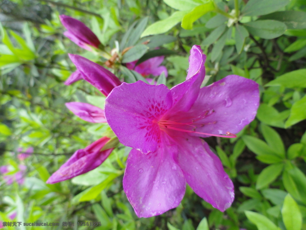 湖南省 植物园 映山红 紫色 绿叶 花蕊 我的相册 生物世界 花草