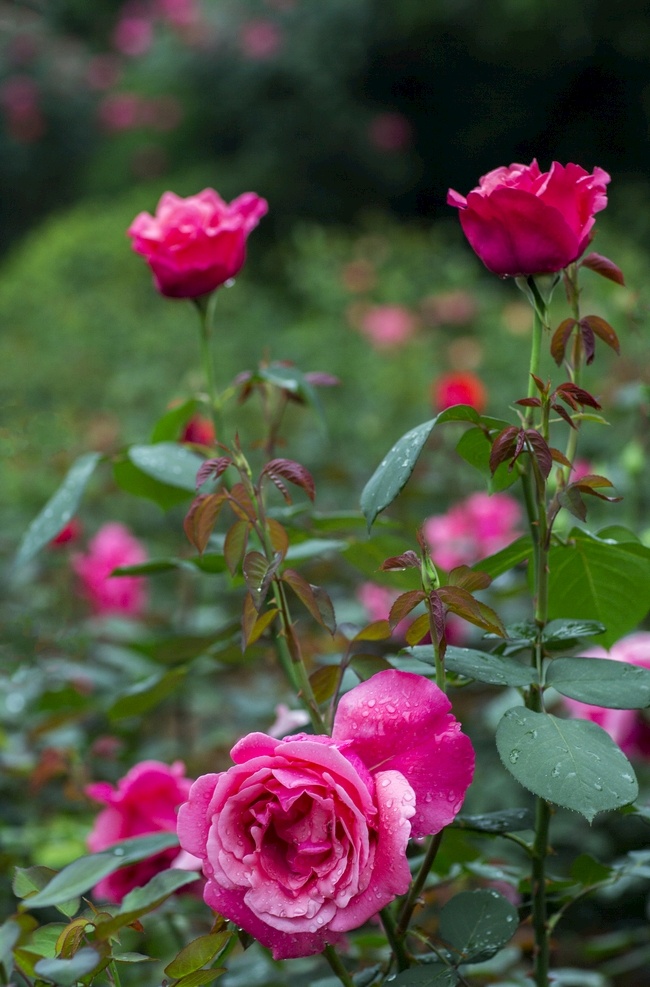 玫瑰花公园 园林花卉 红色玫瑰花 玫瑰花园 红玫瑰花 红玫瑰 玫瑰园 玫瑰 玫瑰月季 生物世界 花草