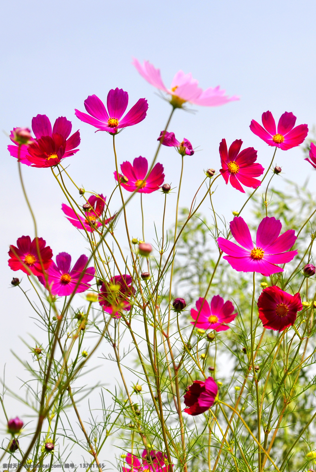 秋英花 野花 粉红色 玫红 花朵 格桑花 波斯菊 小花 日景 绽放 开花 茂盛 路边 花草 生物世界