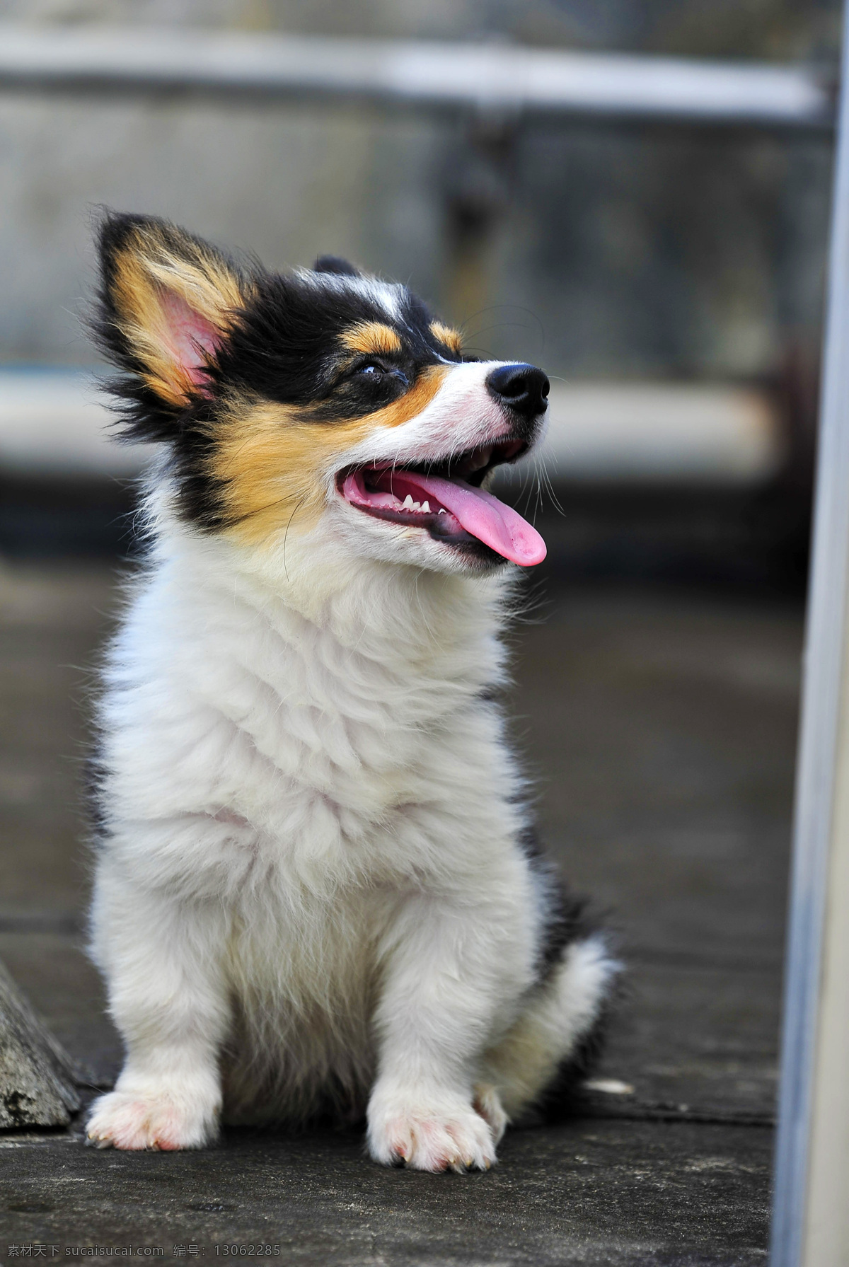 柯基犬 柯基 犬 狗 宠物 大自然 萌物 拆家 生物世界 家禽家畜