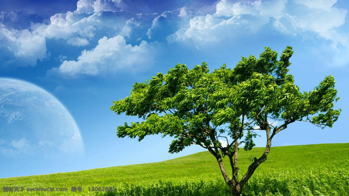 绿色的大树 冷色调 蓝天 白云 孤立的一棵树 共享图 自然景观 自然风景