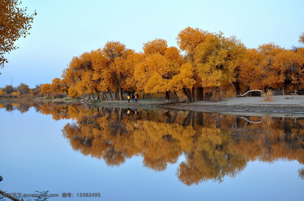 大漠胡杨 景观 自然 奇观 风景 新疆大漠 风景名胜 自然景观 棕色