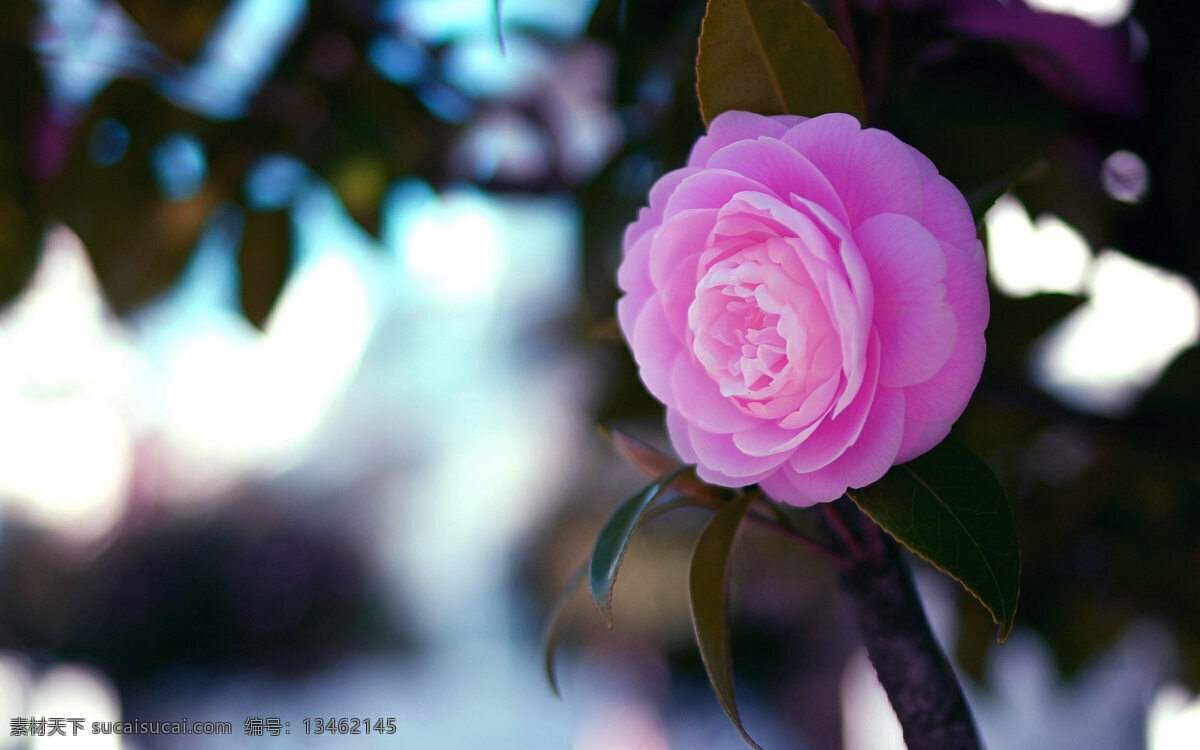 山茶花 春天 粉色 红色 花草 花朵 绿色 绿叶 生物世界 植物 psd源文件