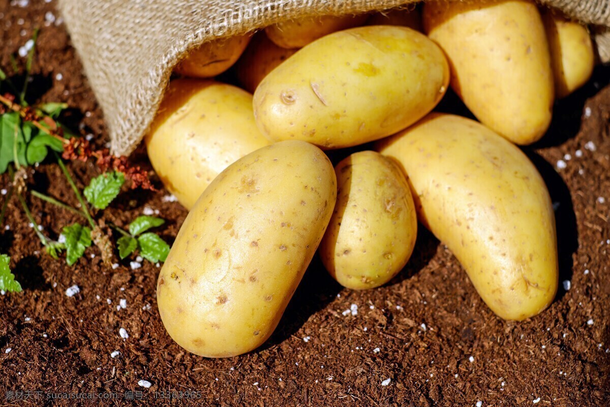 土豆 蔬菜 植物 收获 菜园 马铃薯 黄色 光泽 生物世界
