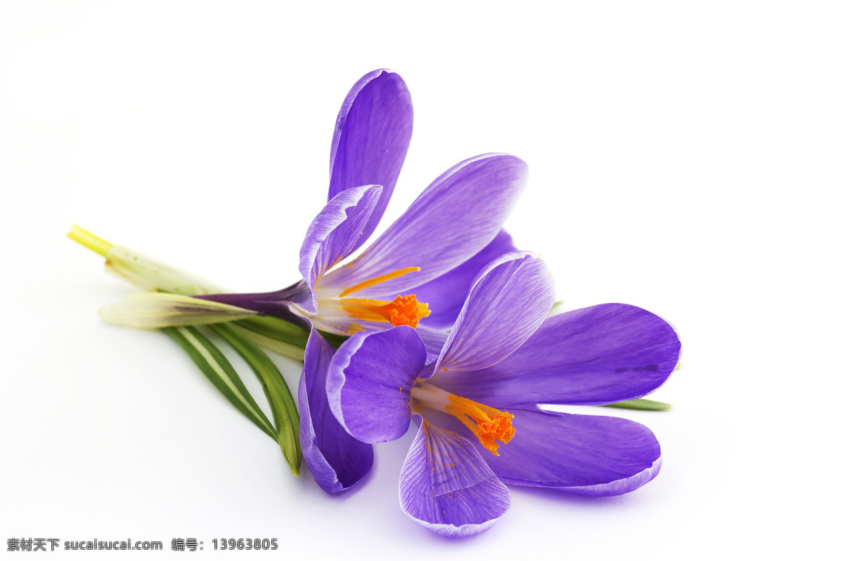 紫罗兰 美丽鲜花 花卉 花朵 鲜花摄影 花草树木 生物世界