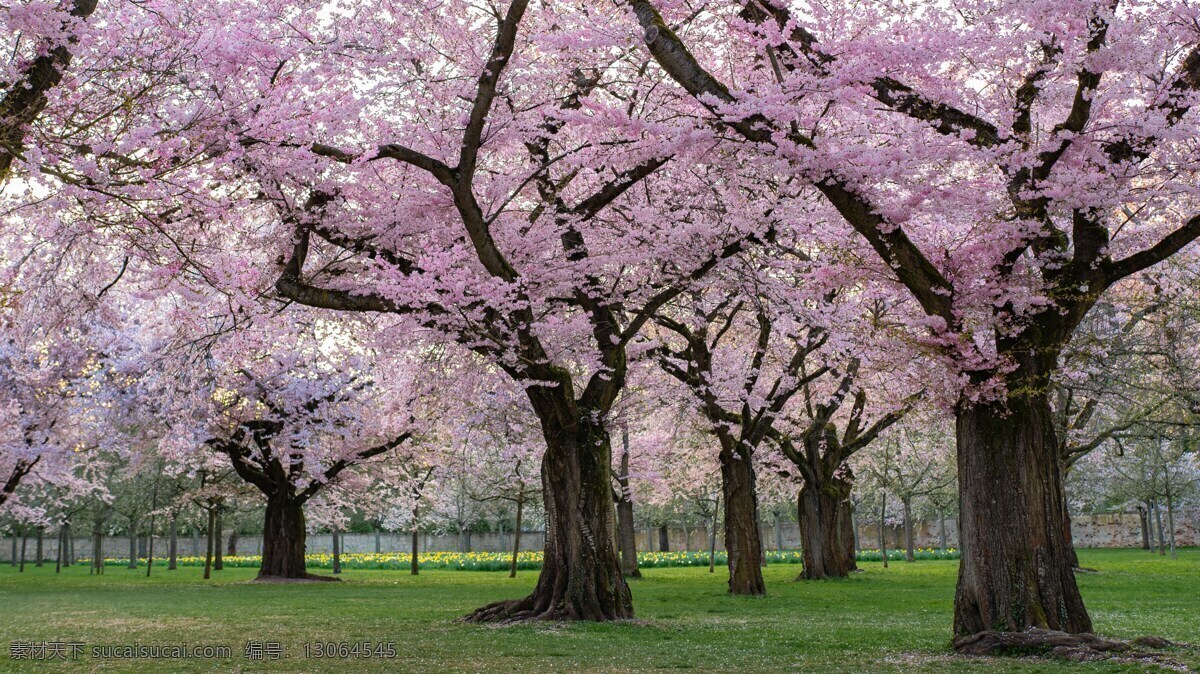 樱花树 樱花 粉色樱花 鲜花 赏花 自然景观 自然风景