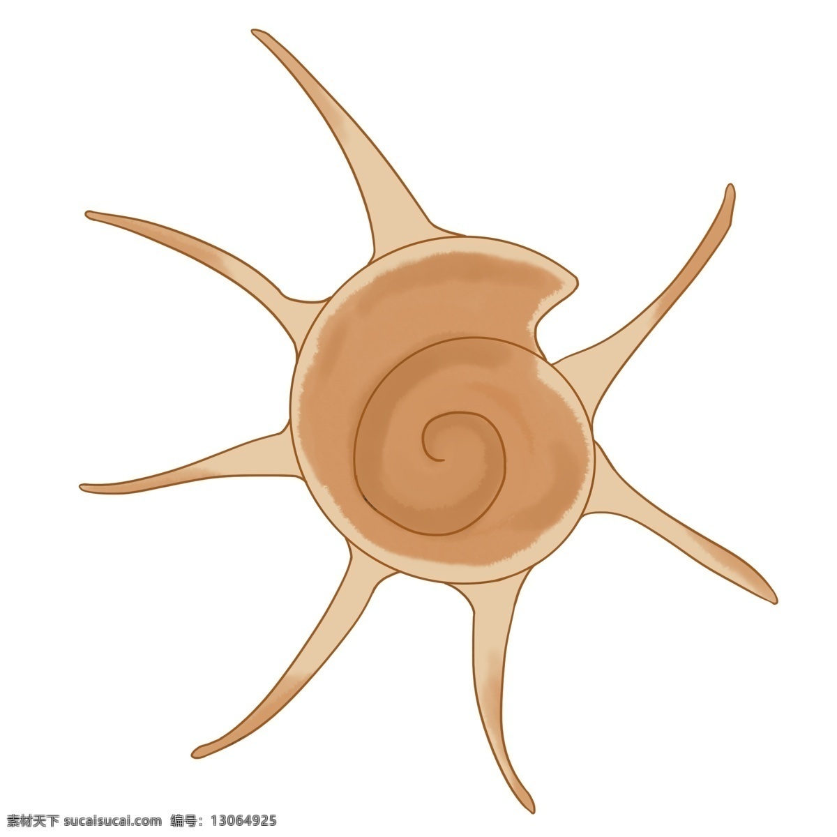 螺旋贝壳海螺 海洋生物 螺旋贝壳 海螺