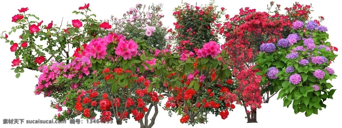 整 棵 花卉 分层 整棵的花卉 花朵 月季 叶子 植物 风景 源文件库
