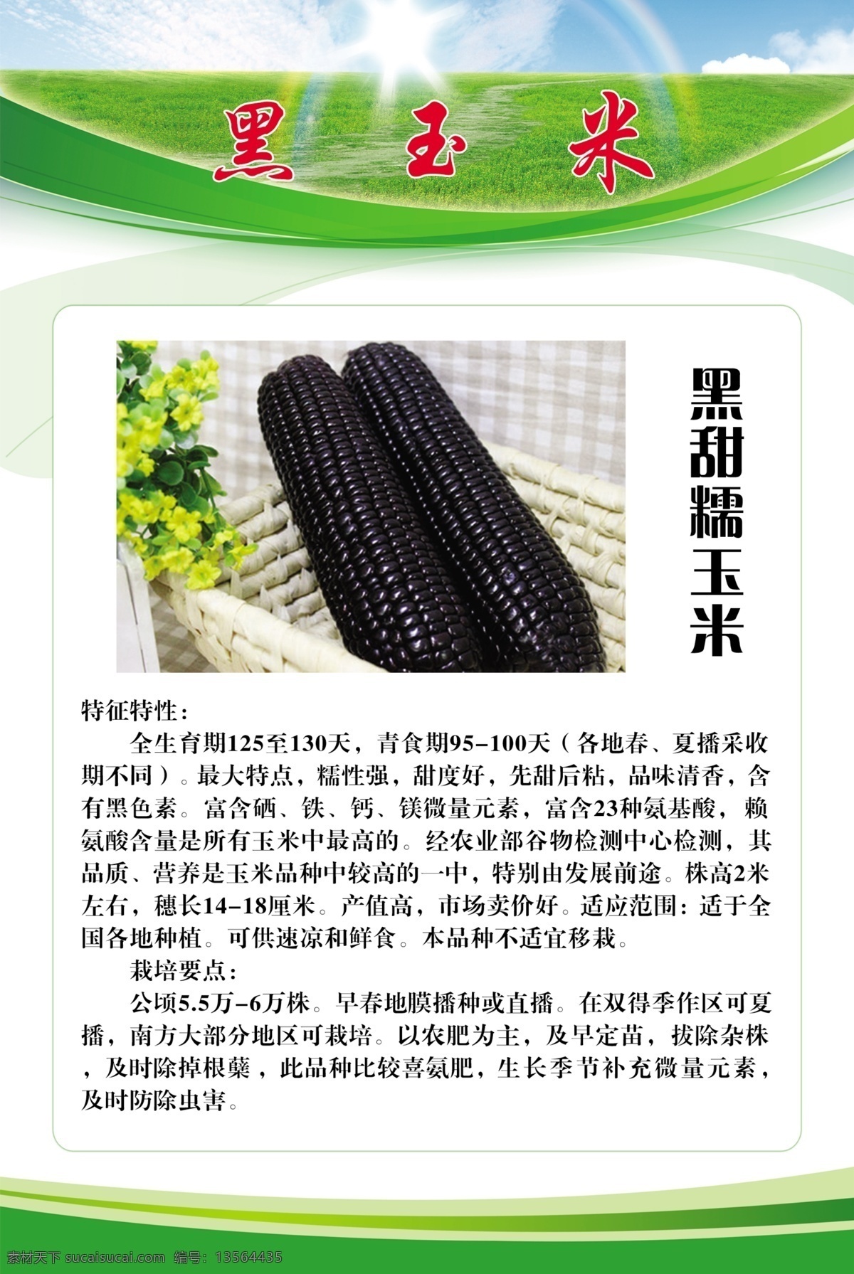 广告设计模板 源文件 展板模板 农作物 展板 模板下载 农作物展板 黑 玉米 宣传画 宣传海报 黑玉米展板 宣传单 彩页 dm