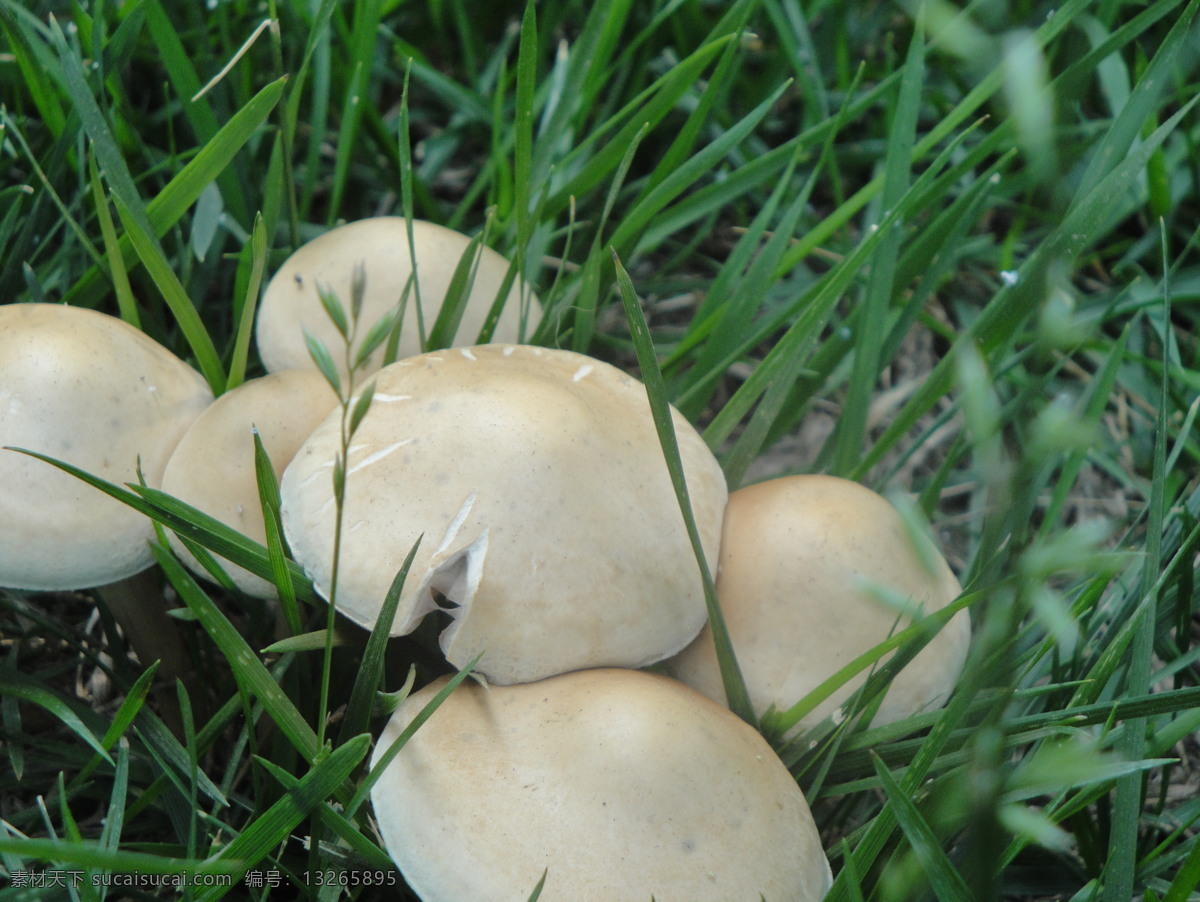 野生蘑菇 蘑菇 菌类植物 真菌 菌子 伞菌科 野生菌 蘑菇菌 菌类 植物 蘑菇素材 其他生物 生物世界