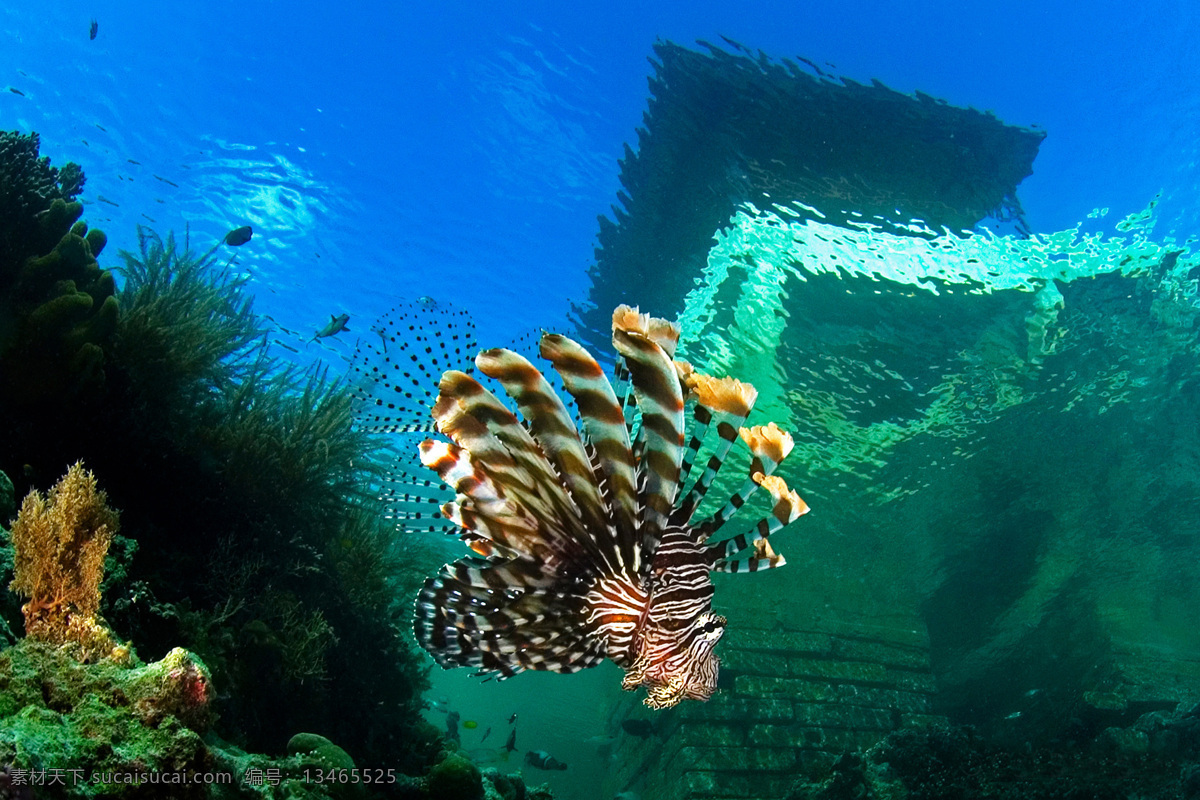 海底 世界 大海 生物世界 鱼 鱼类 底世界 美丽海底