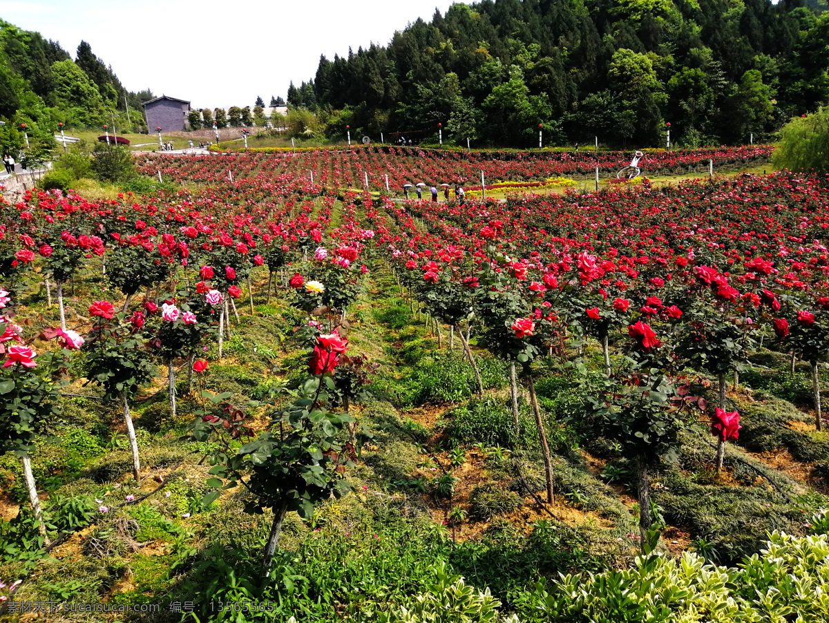 玫瑰花 玫瑰 红玫瑰 粉玫瑰 白玫瑰 玫瑰园 野玫瑰 旅游摄影 自然风景