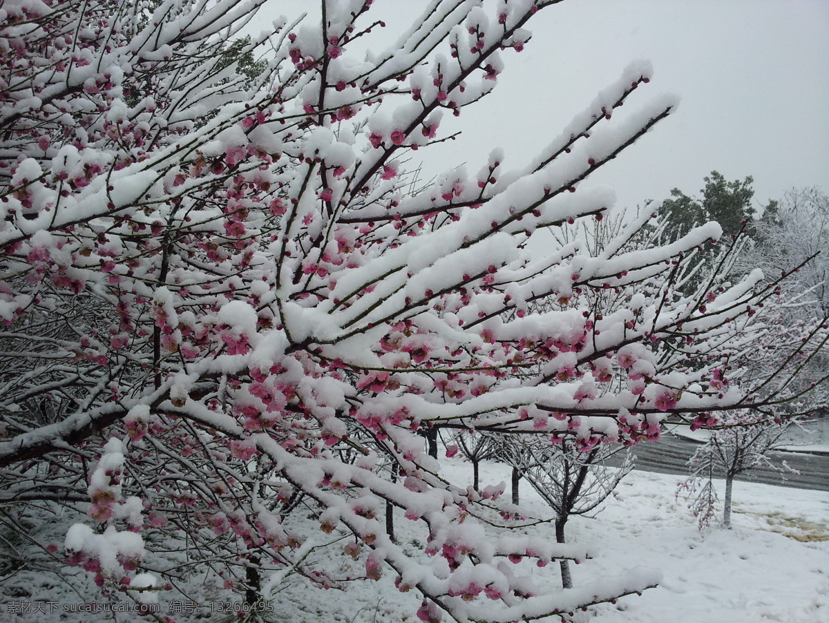 腊梅 腊梅花 春雪 春天 雪中的梅花 自然风景 自然景观