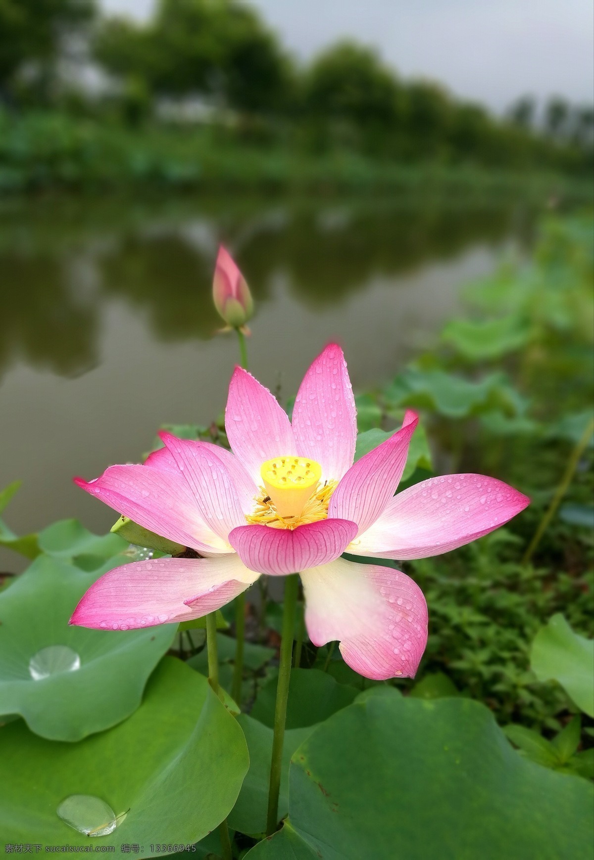 夏日荷花 荷花 莲叶 池塘 一池莲花 荷花素材 生物世界 花草