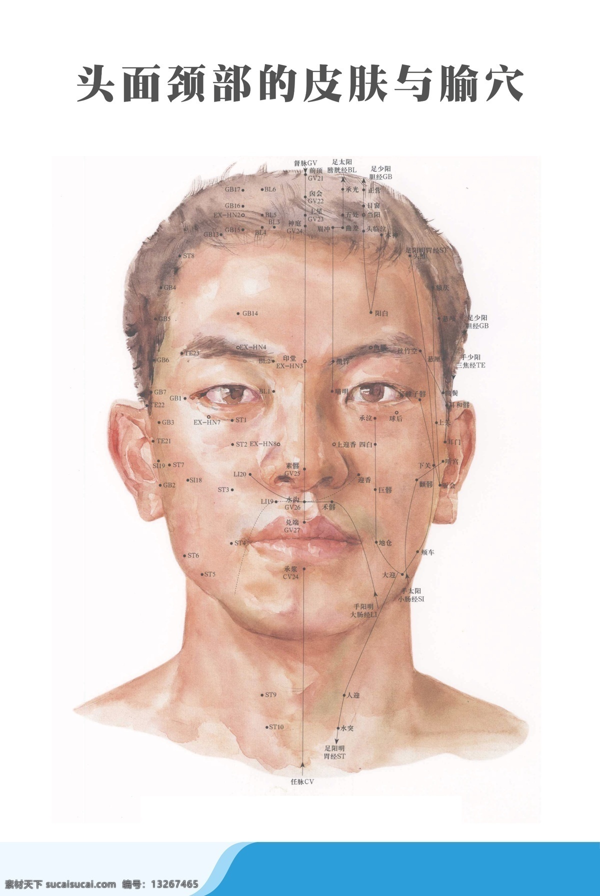 医疗 人体 科室 挂图 头面 颈部 皮肤 腧穴 男性人头 穴位展板 手绘男性 中医展板 理疗展板