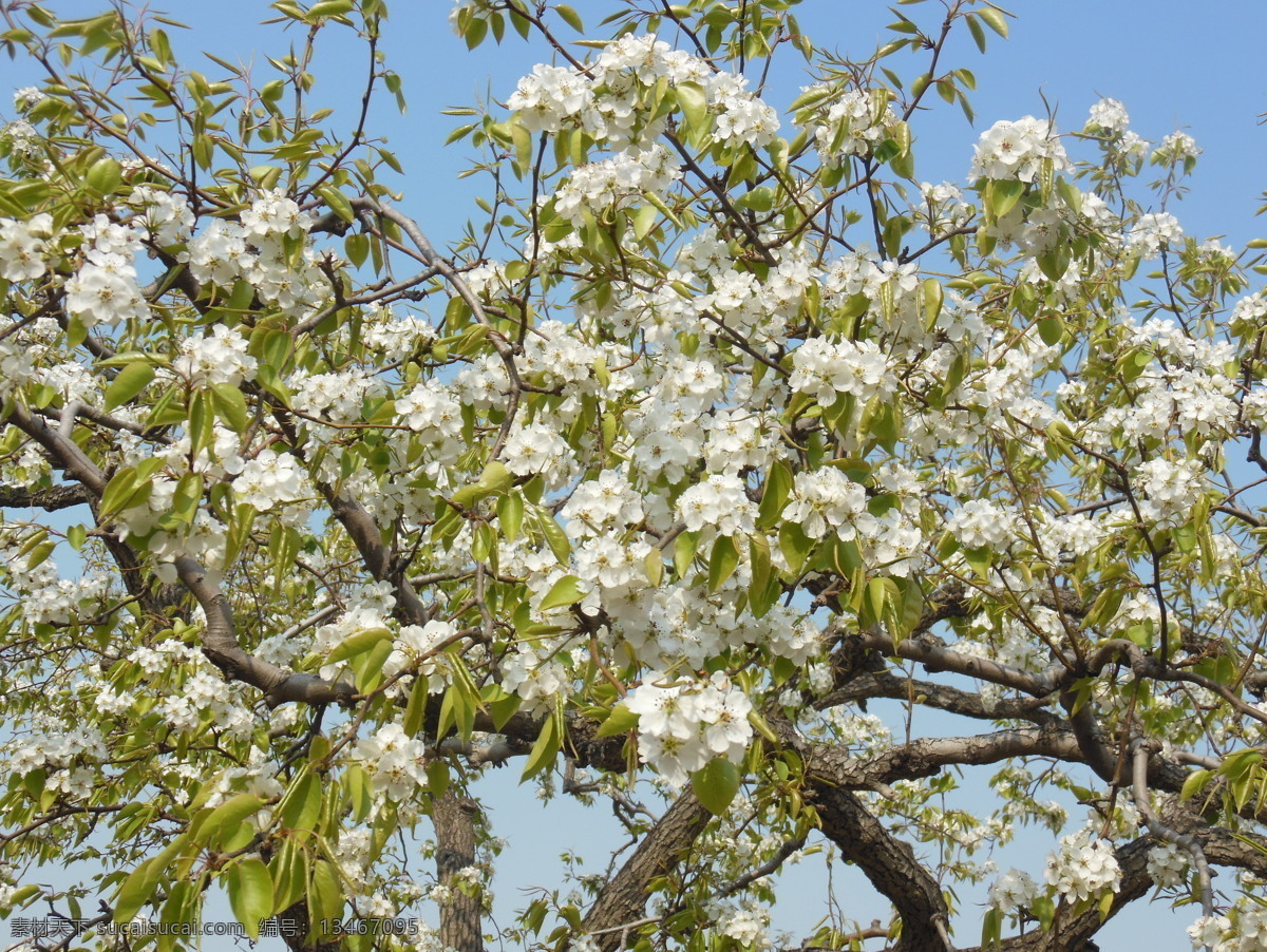 梨花 白色花 春天 高清图 花瓣 花草 花蕊 蓝天 梨树 生物世界 psd源文件