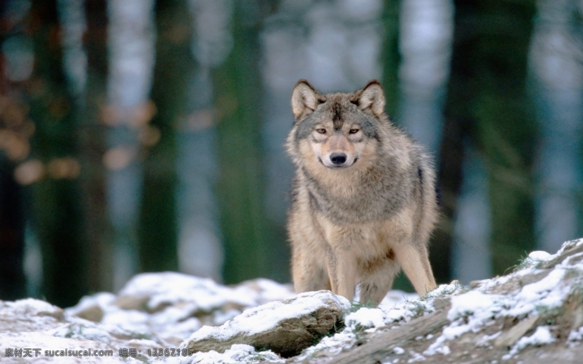 雪地 上 狼 野狼 野生动物 动物摄影 陆地动物 生物世界