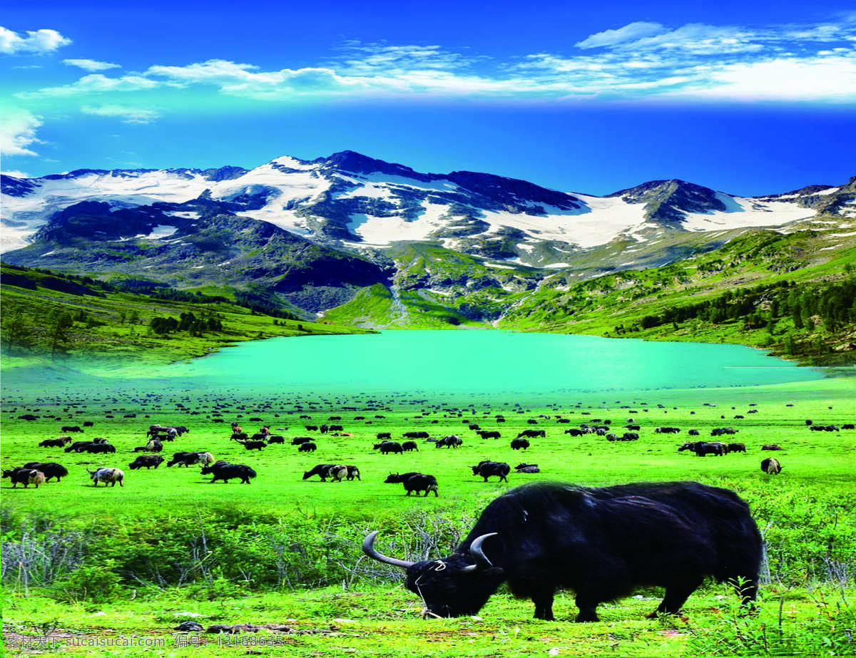 青藏 牦牛肉 海报 青藏牦牛肉 青山绿水 雪山 牦牛 蓝天白云 包装设计