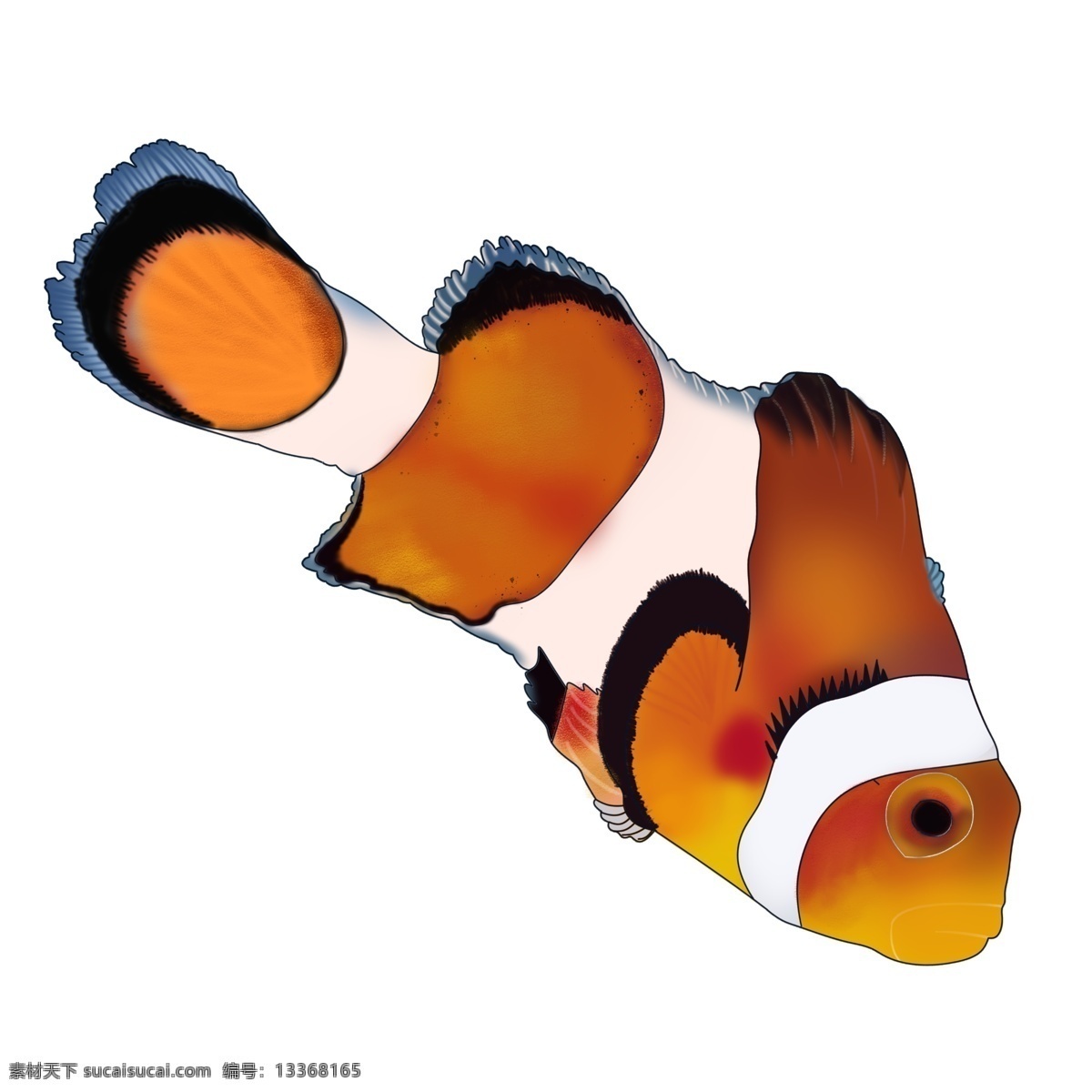 小丑 鱼 海洋生物 生物 海洋 小丑鱼