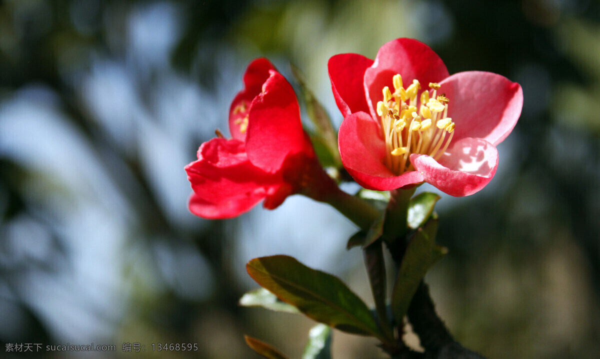 贴梗海棠花 贴梗海棠 贴梗木瓜花 铁脚梨花 红色花朵 红花 花草 生物世界
