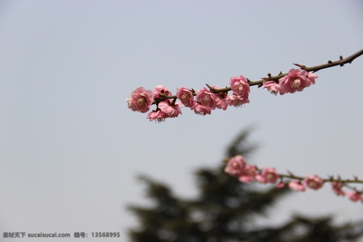 一串红 春天 红花 花草 花骨朵 蓝天 三月 生物世界 psd源文件