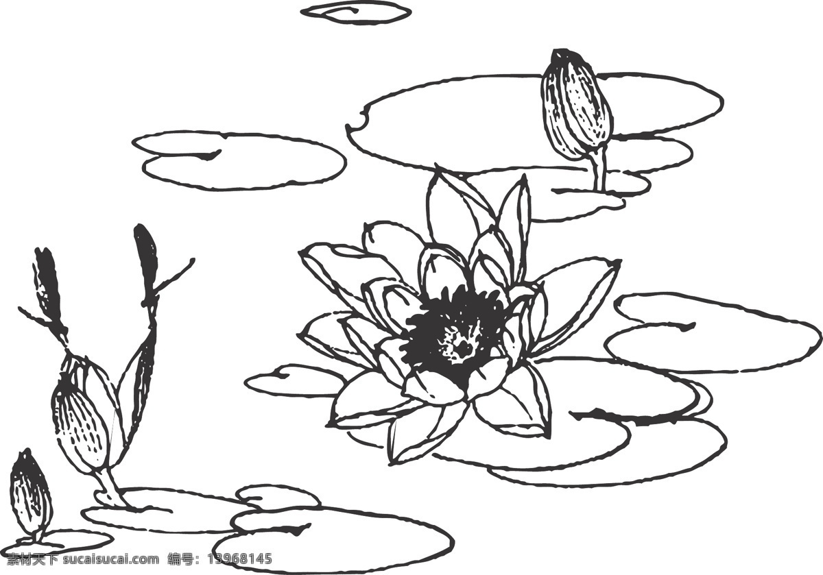 睡莲 植物 花卉 观赏 水生草本 喜阳 线条 矢量 装饰 插画 白描 花卉白描图 生物世界 花草