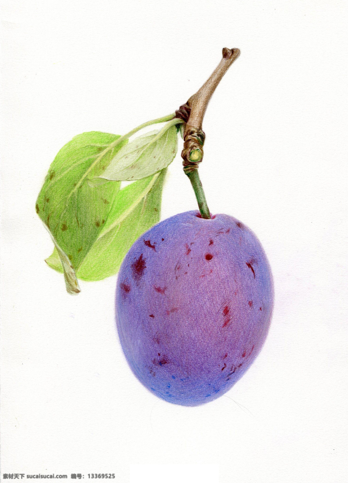 彩 铅 绘画 水果 蓝莓 西瓜 国外 彩铅绘画 水彩 水果手绘 临摹 彩铅水果 手绘教程 水果插画 精美绘画 食物 文化艺术 绘画书法
