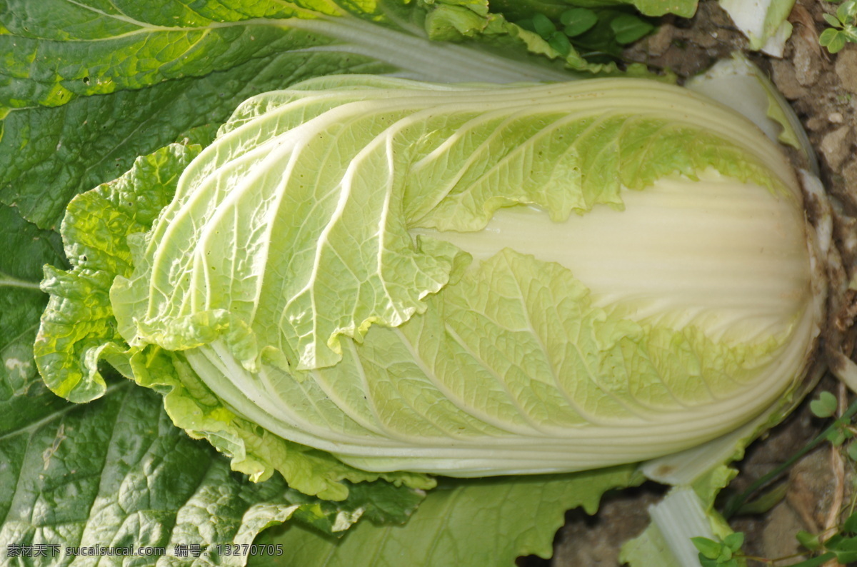 地里的大白菜 大白菜 菜地 蔬菜 生物世界