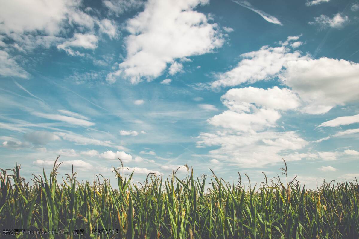蓝天下的稻田 蓝天 白云 稻谷 稻田 风景 自然景观 田园风光
