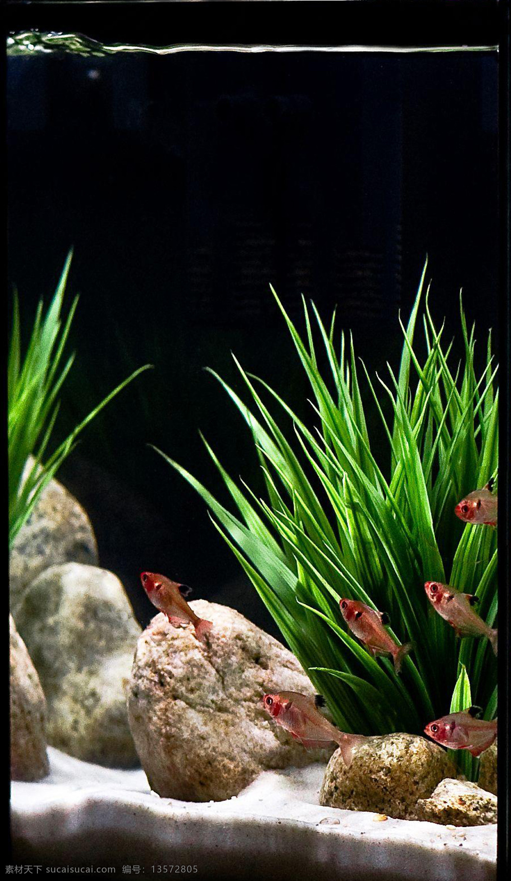 水族 背景图片 热带鱼 生物世界 水草 鱼类 水族背景