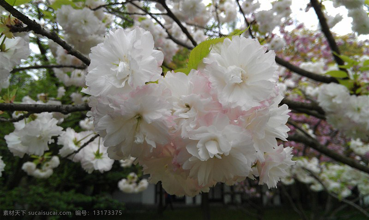 鲜花 白色 春天 粉色 花草 花朵 生物世界 心 心型 psd源文件