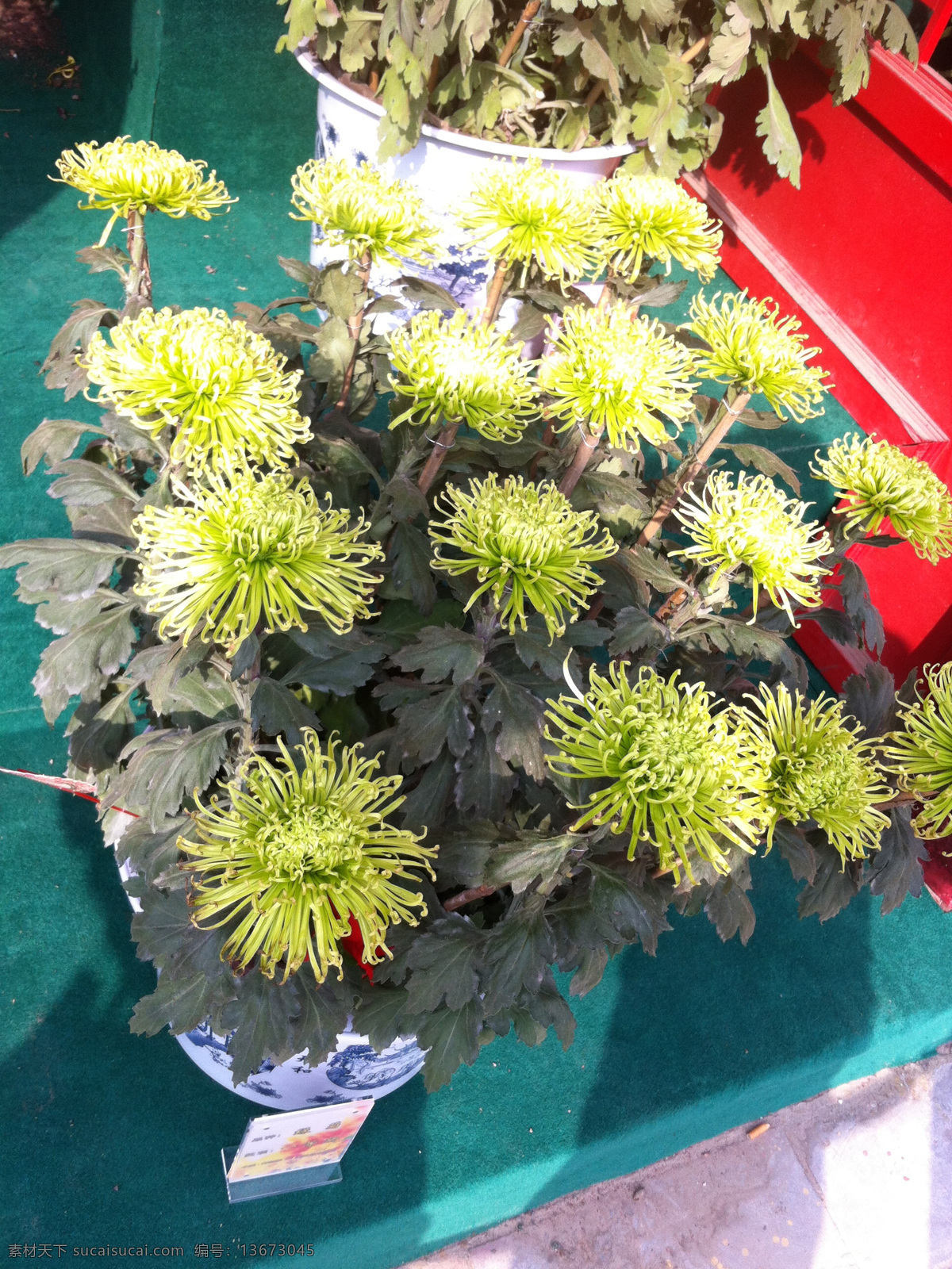 秋菊盆栽 一朵菊花 菊花怒放 秋菊盛开 秋菊争艳 秋菊 菊花 黄色菊花 秋菊怒放 摄影图 生物世界 花草