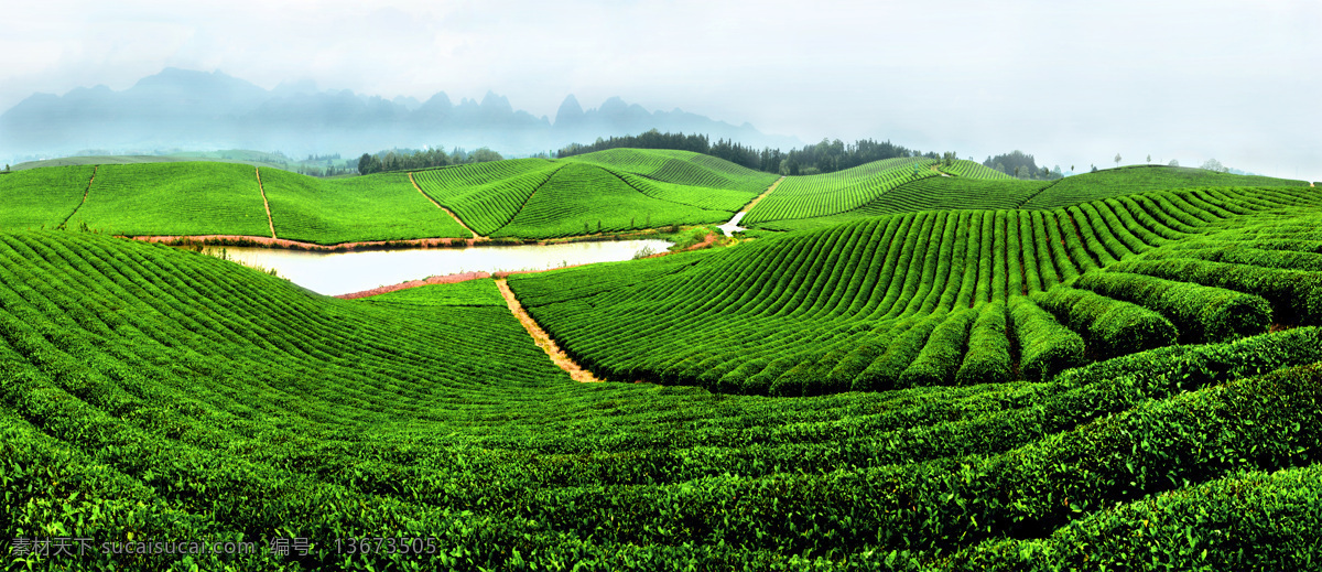 茶叶图片素材 茶叶 天空 蓝天白云 度假 风景 美景 自然景观 自然风景 旅游摄影 旅游 绿色