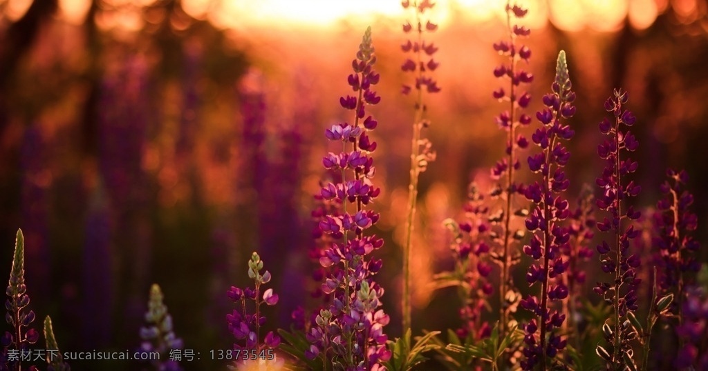 野花 美景 夕阳 阳光 红花 紫花 特写 高清 壁纸 自然景观 自然风景
