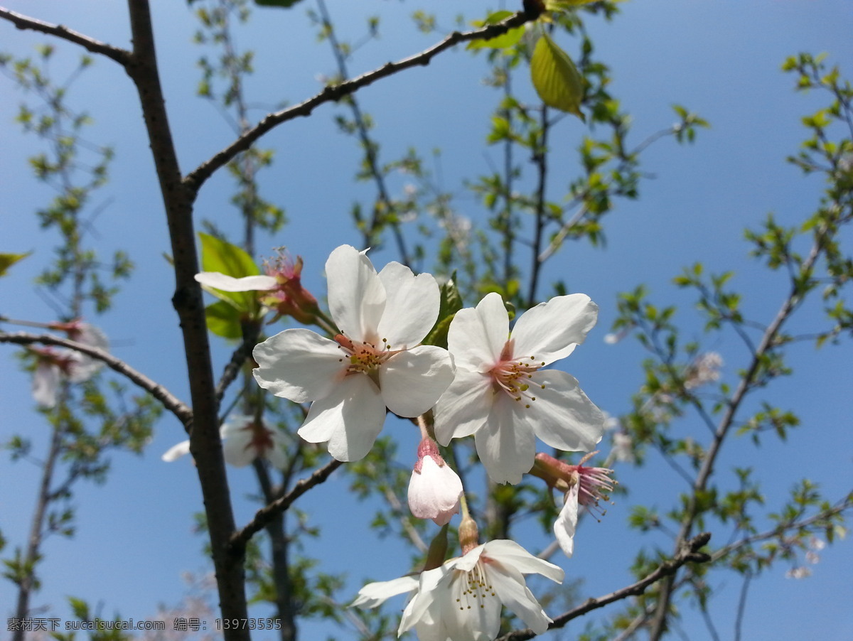 樱花 春 春天 风景 花 花草 生物世界 樱花浪漫 psd源文件