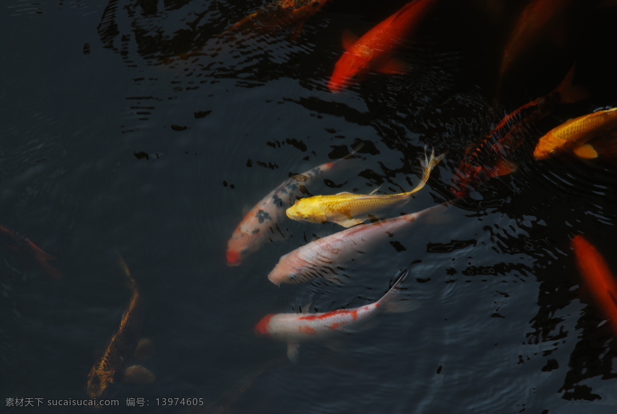 观赏鱼 白色 倒影 红色 湖水 黄色 生物世界 水中 鱼类