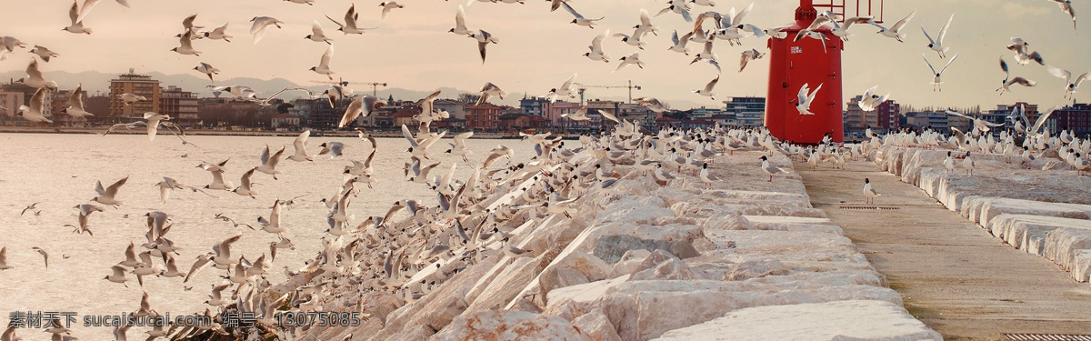 沙滩 海边 背景 图 banner 海 鸟 夏季 白色
