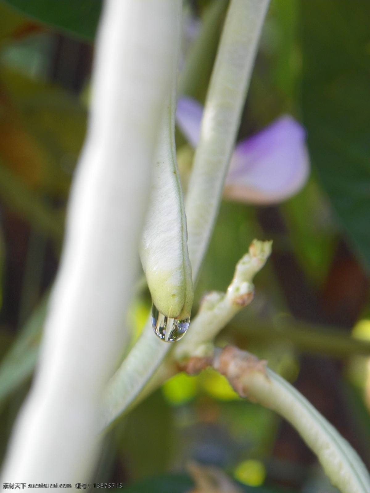 豇豆 花 蔬菜 水滴 田园风光 紫花 自然景观 自然摄影 豇豆花 psd源文件