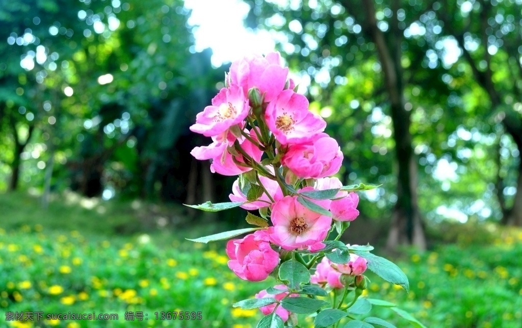 玫瑰花 红色 小玫瑰 公园美景 唯美花 景物摄影图片 自然景观 自然风景
