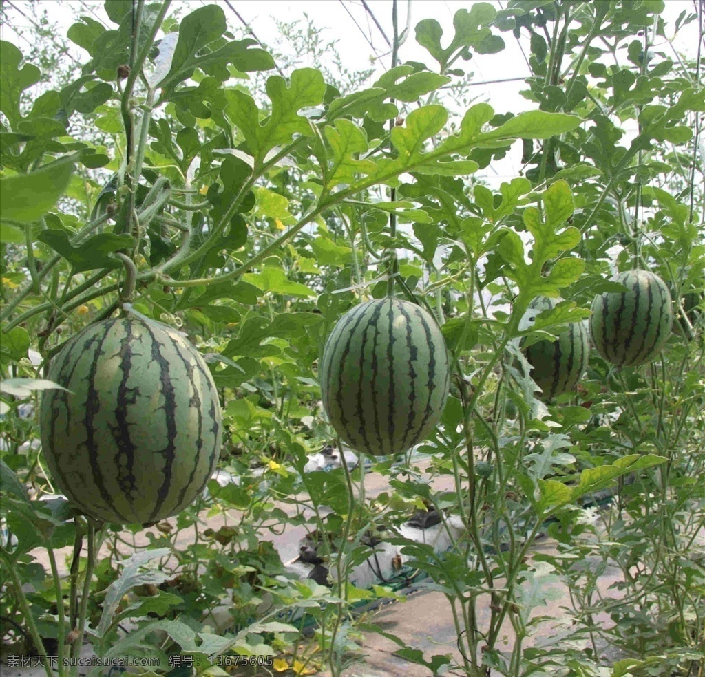 西瓜 甜瓜 背景 绿色 特写 甜 健康 饮食 自然 食品 水果 新鲜 生物世界