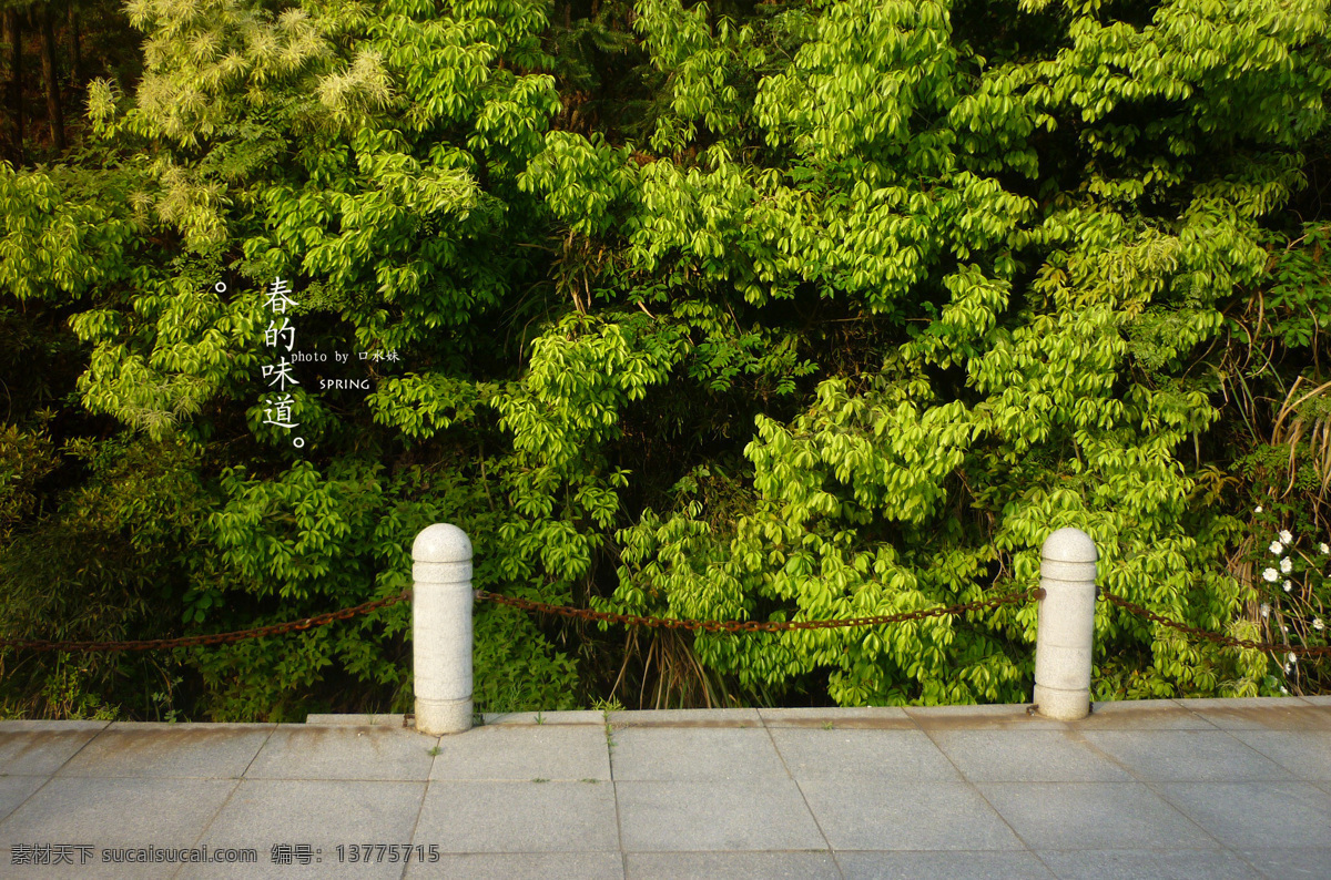 绿色 绿树 生物世界 树木树叶 自然景观 春天 树丛 绿色园林 绿色公园 psd源文件
