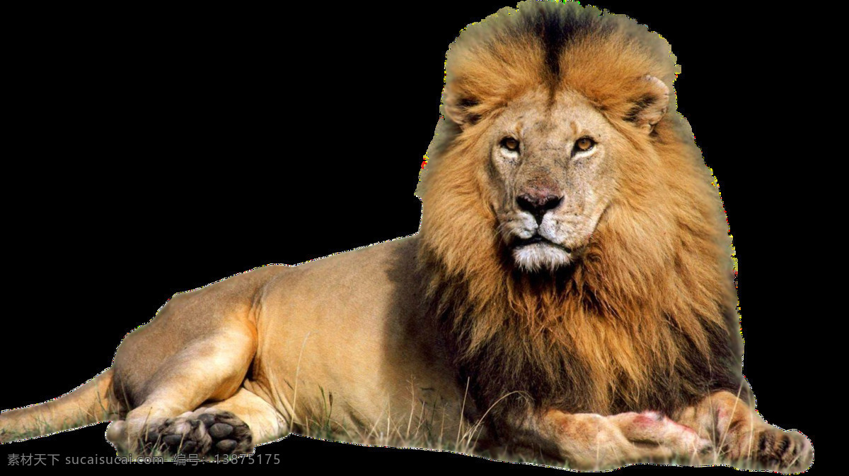 坐 地上 狮子 免 抠 透明 非洲狮子 狮子高清图 野生动物