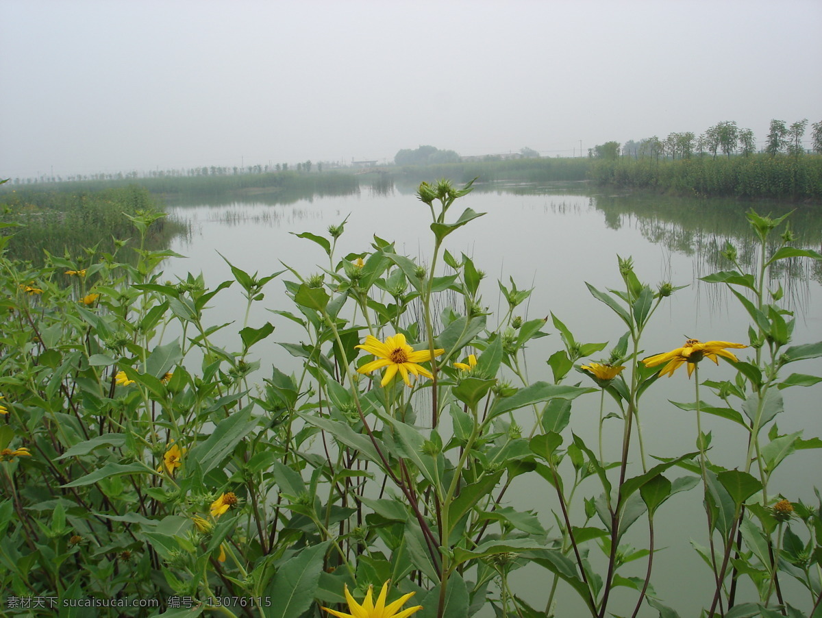 芦苇 七里海 天津 东丽 滨海 湿地 芦苇荡 旅游摄影 自然风景