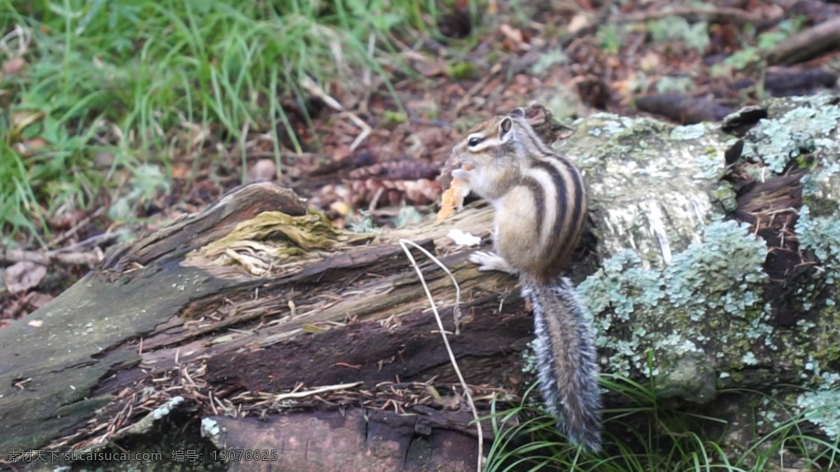 自然 树 间 松鼠 进食 高清 清新 视频 野生 活力