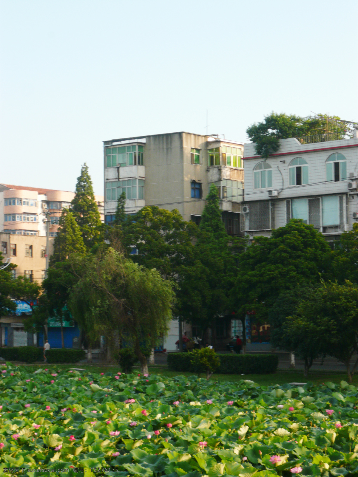 城市 城市发展 城市风景 城市建设 城市建筑 房屋 高楼 荷花 楼房 楼盘 绿树 树木 柳树 荷塘 荷池 荷叶 莲花 建筑摄影 建筑园林 矢量图 建筑家居