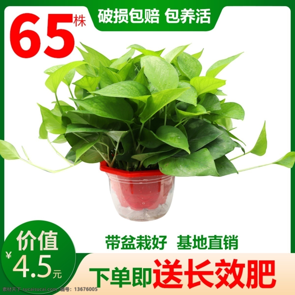 绿萝盘载主图 花 室内 植物 绿萝 淘宝 天猫 主图 直通车 破损 包邮 带盆 分层