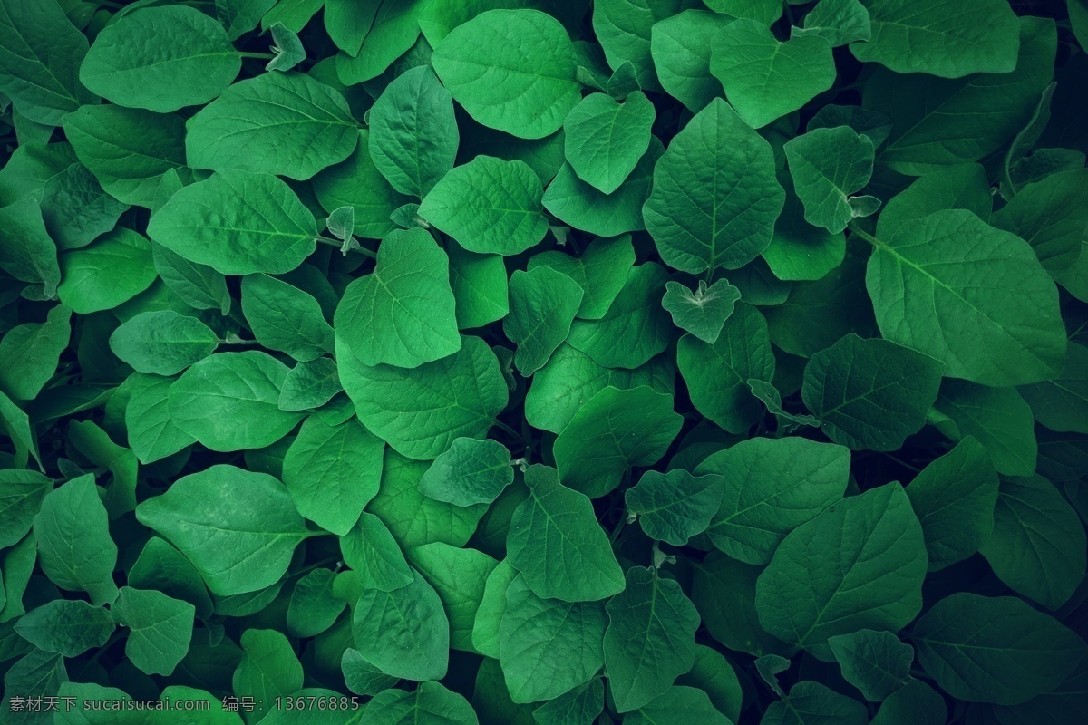 叶子 植物 绿色 环境 背景 生命 共享图片