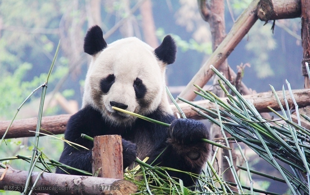 动物园 国宝 大熊猫 可爱 国宝大熊猫 动物 生物世界 野生动物